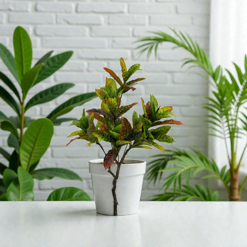 CROTTON 1.30MTS