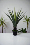 DRACENA C/MAC 1.05MTS