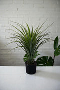 DRACENA C/MAC 75CM