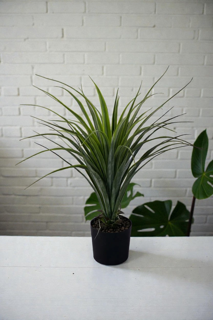 DRACENA C/MAC 75CM