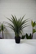 DRACENA C/MAC 96CM