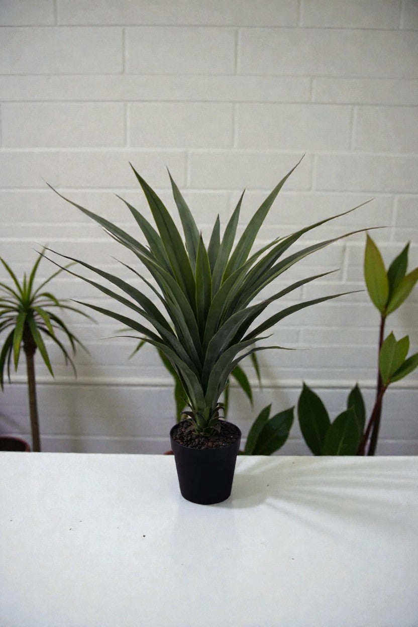 DRACENA C/MAC 96CM