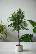 FICUS 1.50MTS