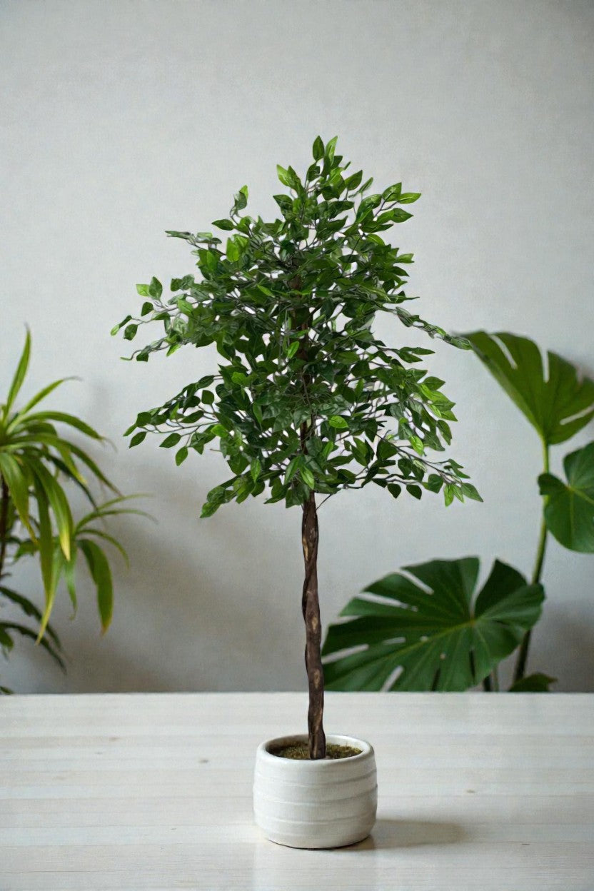 FICUS 1.50MTS