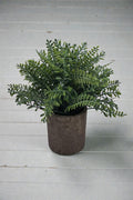 MACETA C/PASTO MIX 22CM