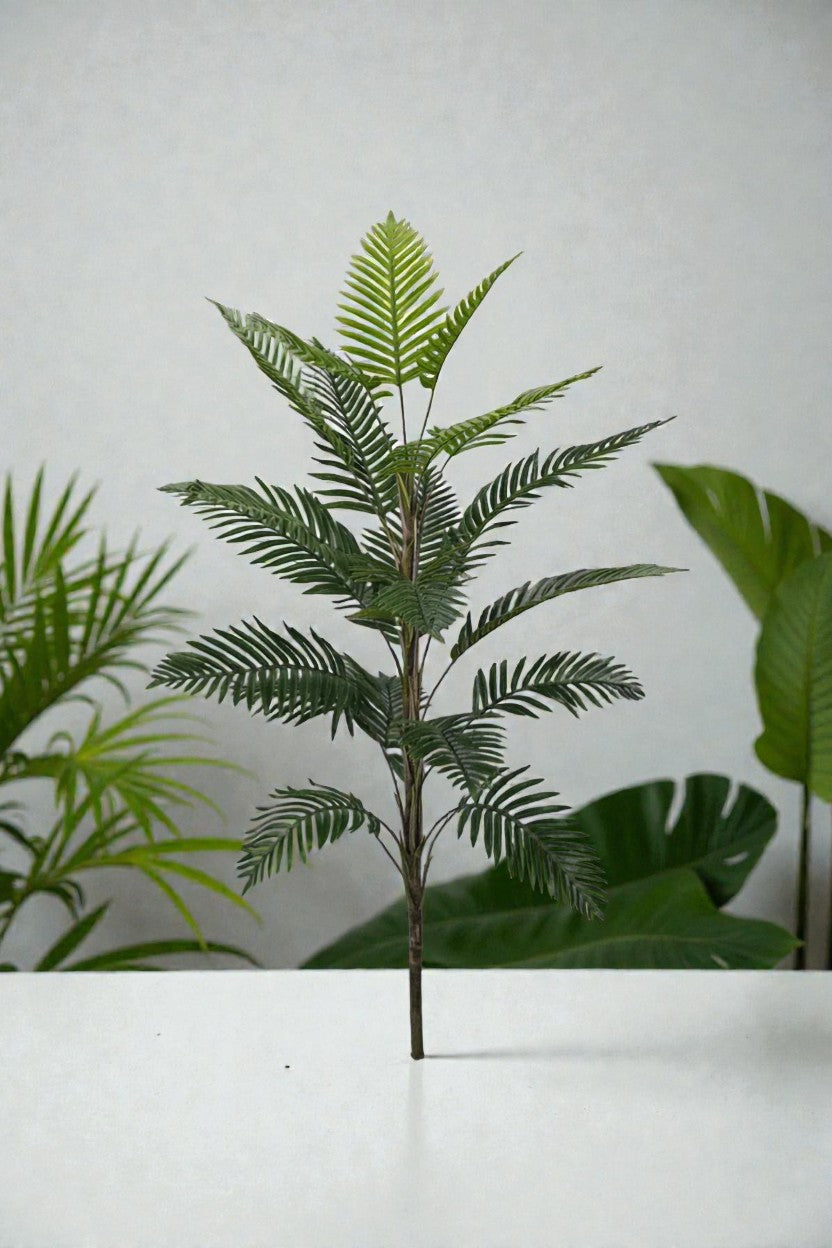 PALMERA KENTIA 1.50MTS
