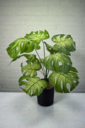 PLANTA MOSTERA X 12 C/MAC 58CM