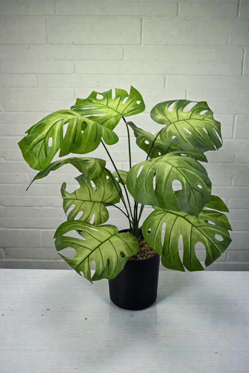 PLANTA MOSTERA X 12 C/MAC 58CM