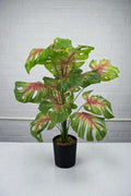 PLANTA MOSTERA 18 HOJAS C/ MAC- 80CM