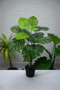 PLANTA PEPERONIA X 13 HOJAS 85CM