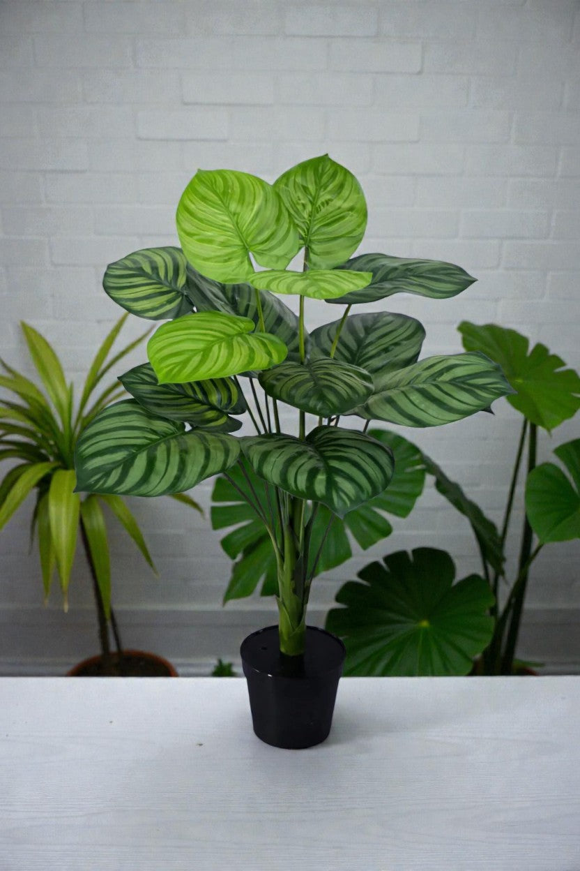 PLANTA PEPERONIA X 13 HOJAS 85CM