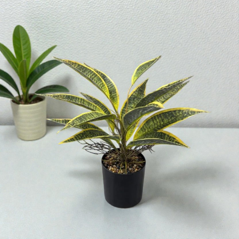 SANSIBERIA C/MAC 48CM